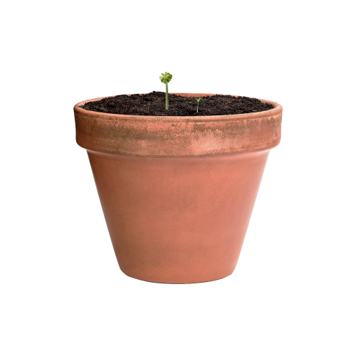 Mussox - Nasiona AP722388 - gadżety reklamowe GiftKolekcja.pl